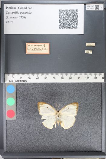 Media type: image;   Entomology 116801